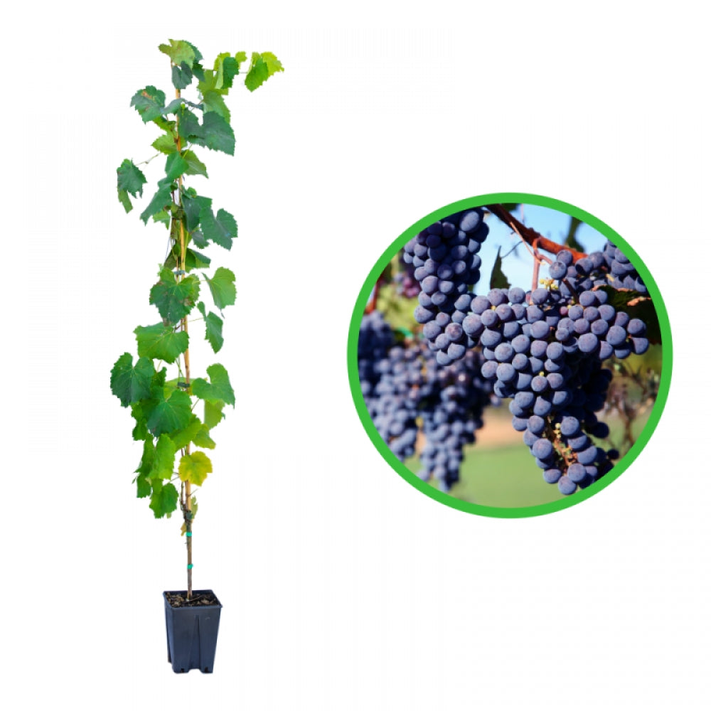 Vita de Vie Merlot, Vitis Vinifera, pentru vin, negru