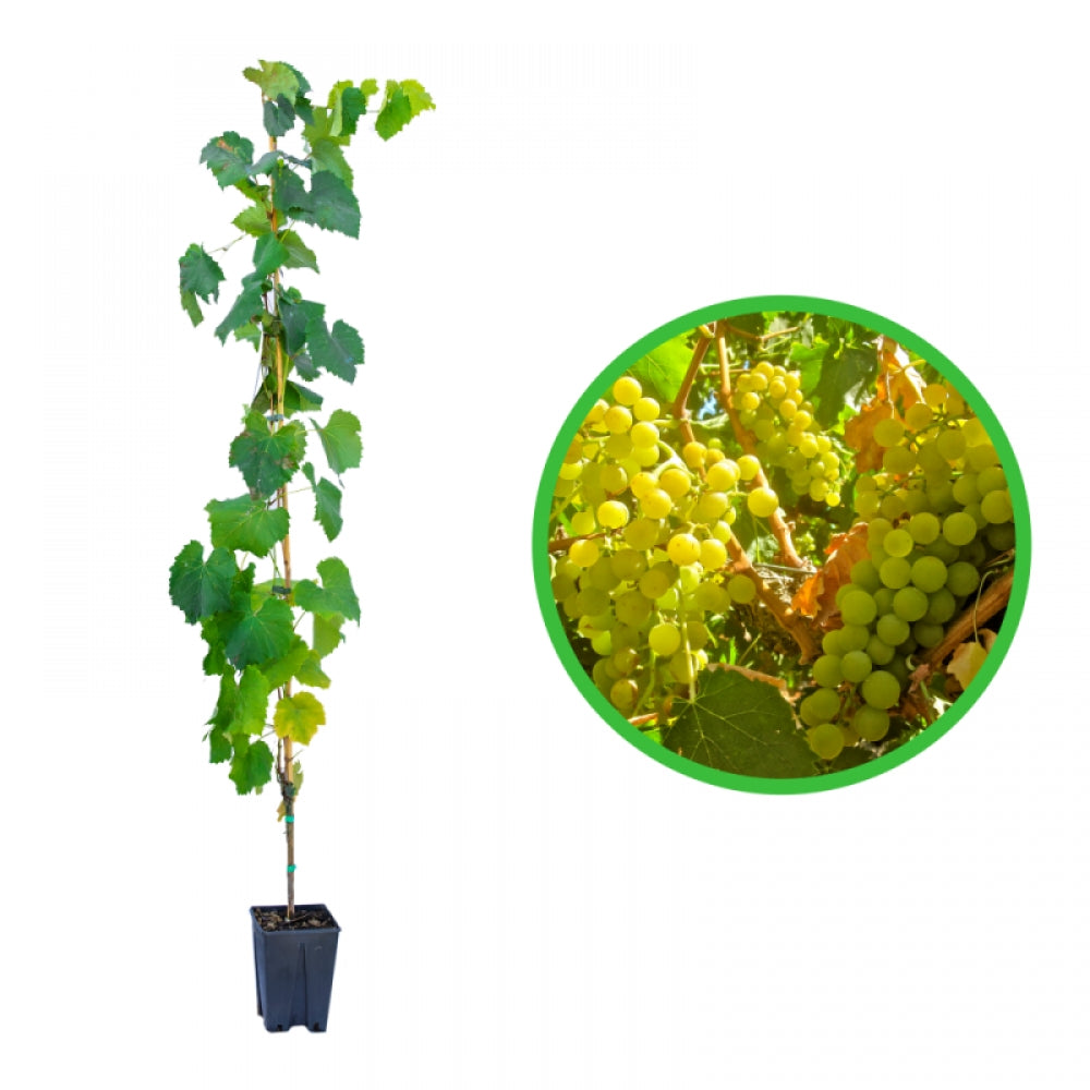 Vita de Vie Moscato Giallo, Vitis Vinifera, pentru vin, alb