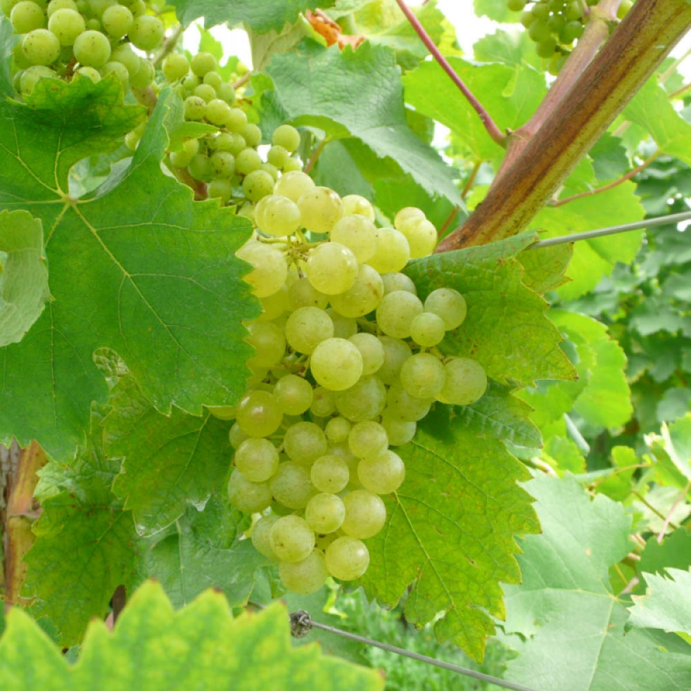 Vita de Vie Prosecco, Vitis Vinifera, pentru vin, alb