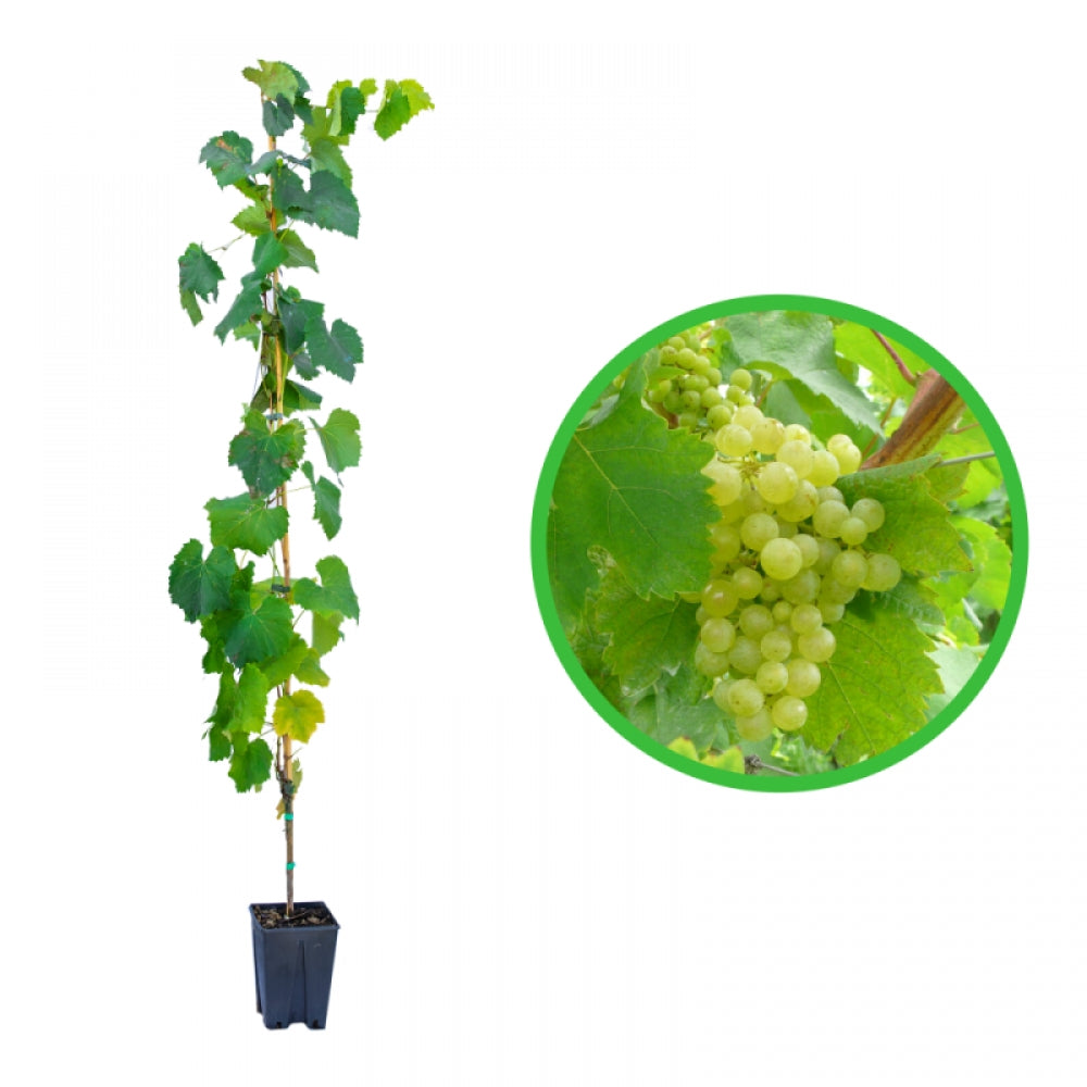 Vita de Vie Prosecco, Vitis Vinifera, pentru vin, alb