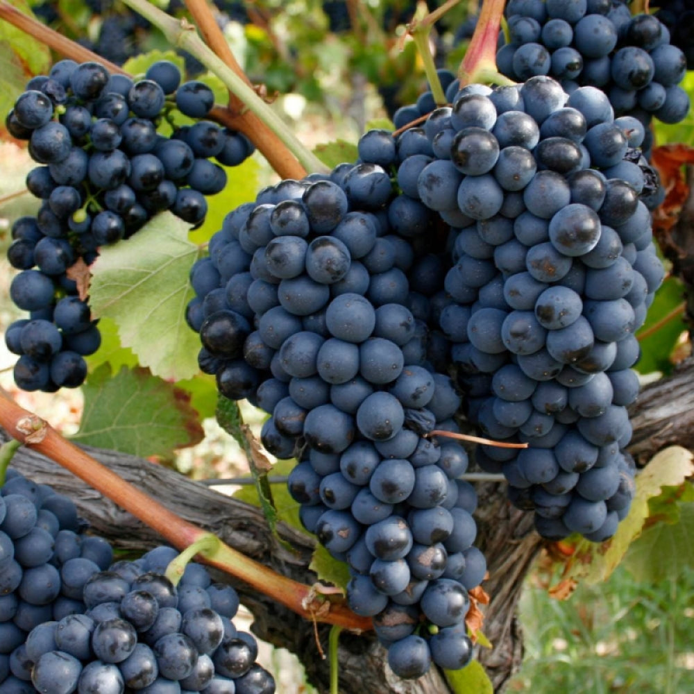 Vita de Vie Syrah, Vitis Vinifera, pentru vin, negru