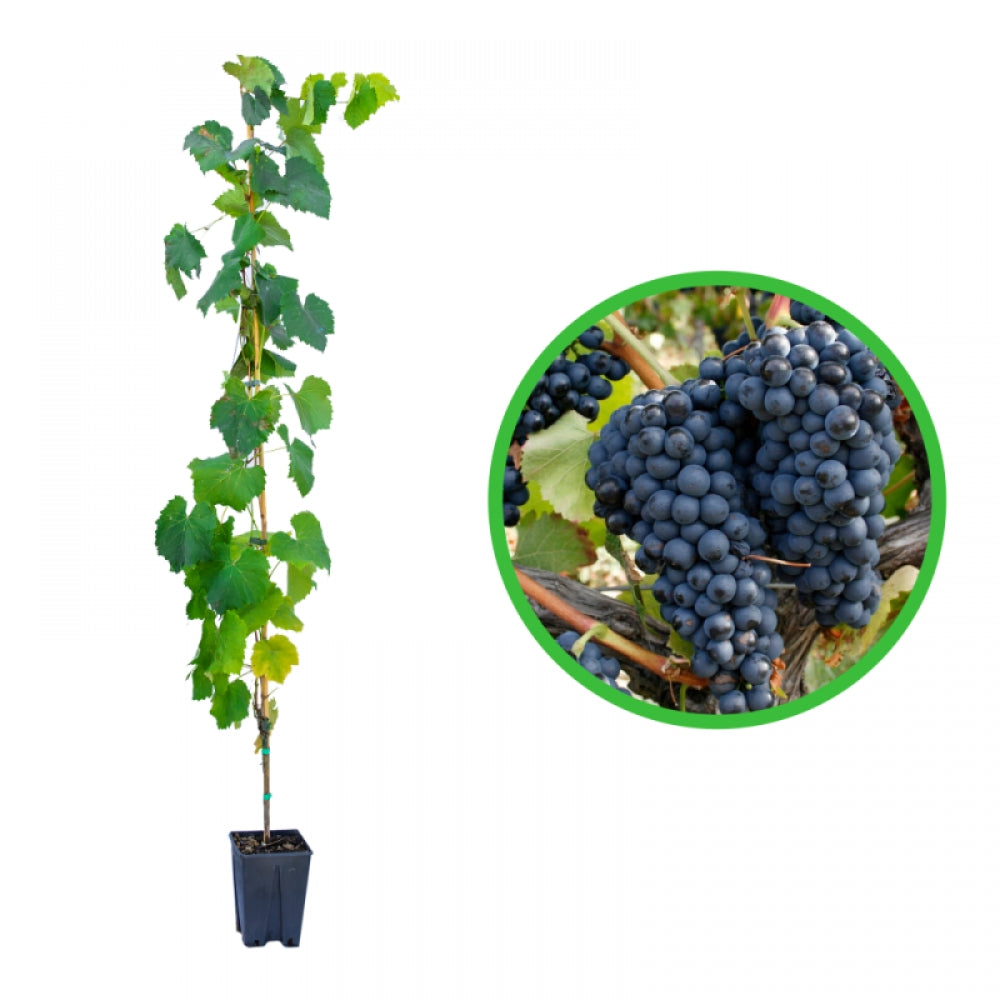 Vita de Vie Syrah, Vitis Vinifera, pentru vin, negru
