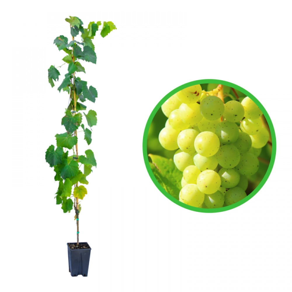 Vita de Vie Trebbiano Toscano, Vitis Vinifera, pentru vin, alb