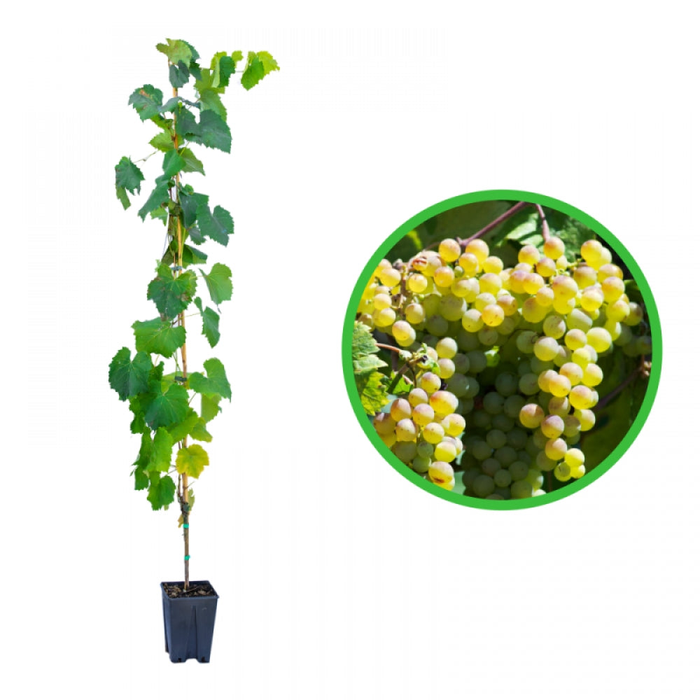 Vita de Vie Vermentino, Vitis Vinifera, pentru vin, alb