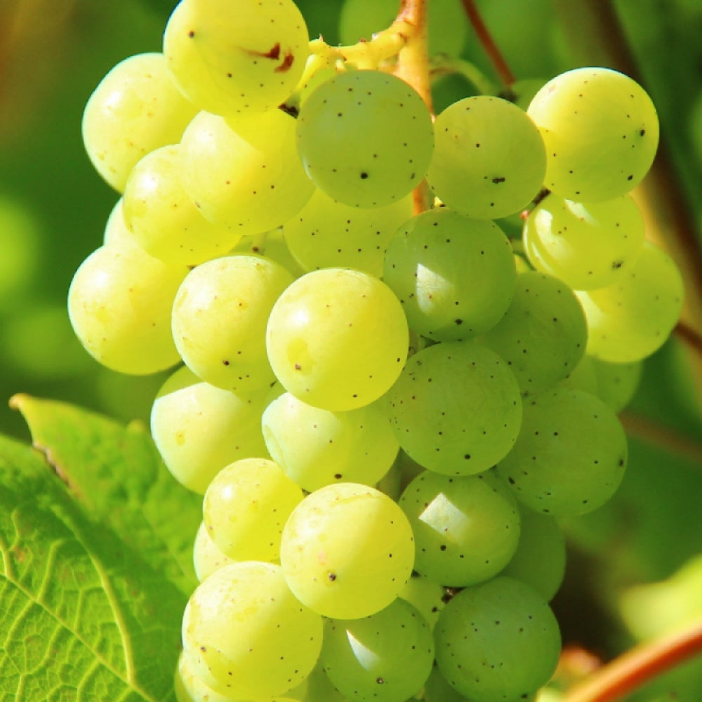 Vita de Vie Vernaccia, Vitis Vinifera, pentru vin, alb