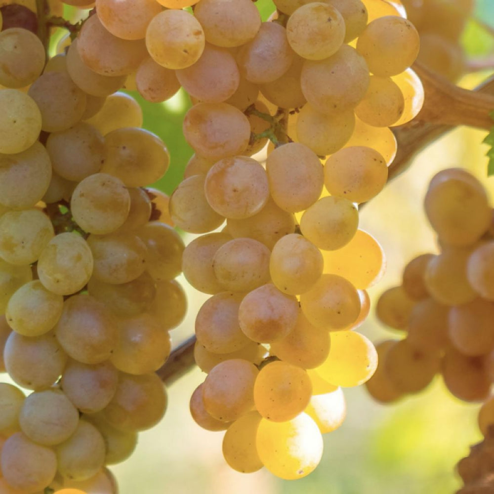 Vita de Vie Viognier, Vitis Vinifera, pentru vin, alb