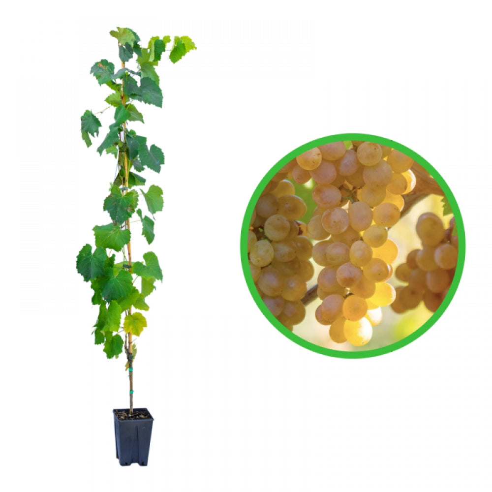 Vita de Vie Viognier, Vitis Vinifera, pentru vin, alb