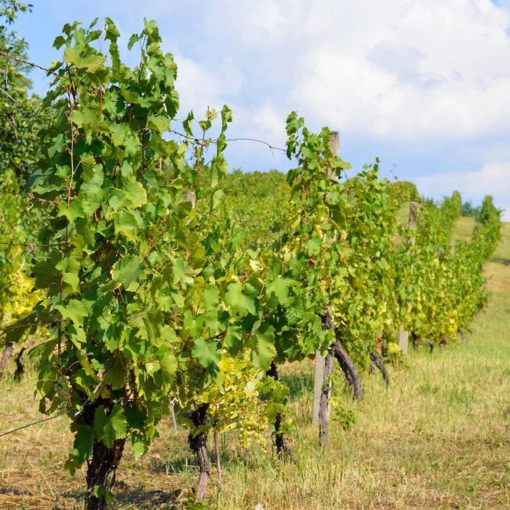 Vita de Vie Delizia di Vaprio, Vitis Vinifera, pentru masa, alb