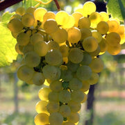 Vita de Vie Delizia di Vaprio, Vitis Vinifera, pentru masa, alb