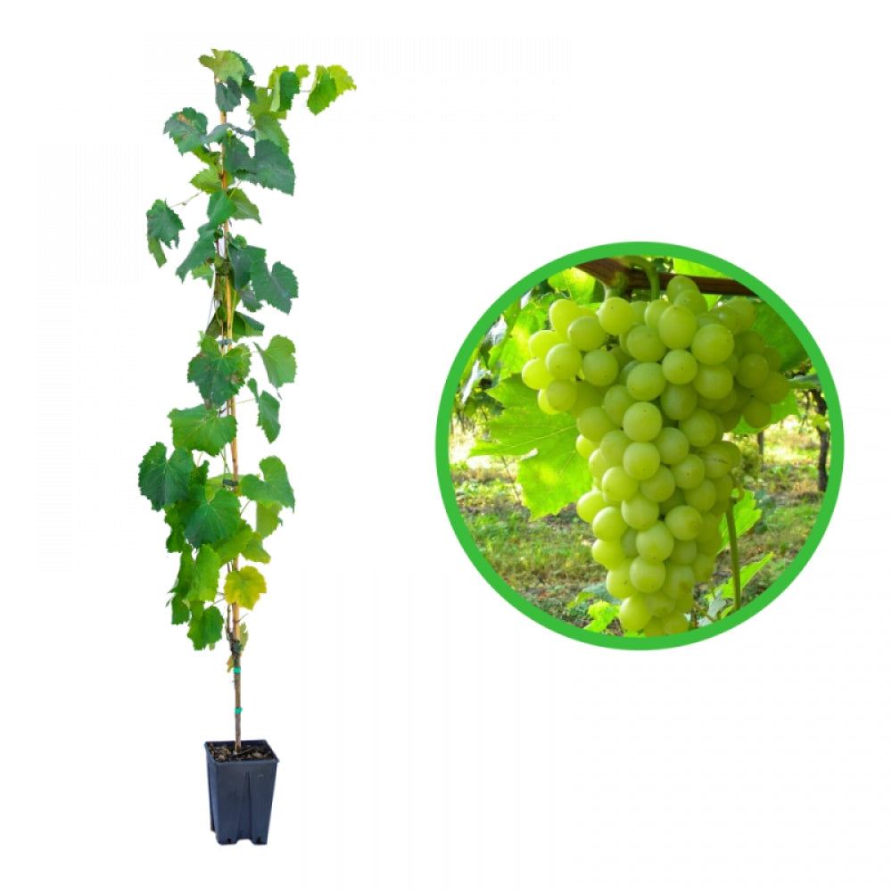 Vita de Vie Centennial, Vitis Vinifera, fara samburi, alb