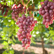 Vita de Vie Imperatrice, Vitis Vinifera, fara samburi, rosu