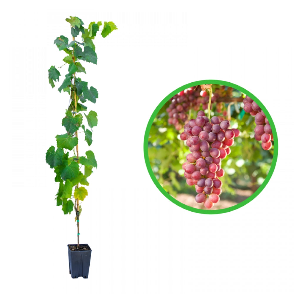 Vita de Vie Imperatrice, Vitis Vinifera, fara samburi, rosu