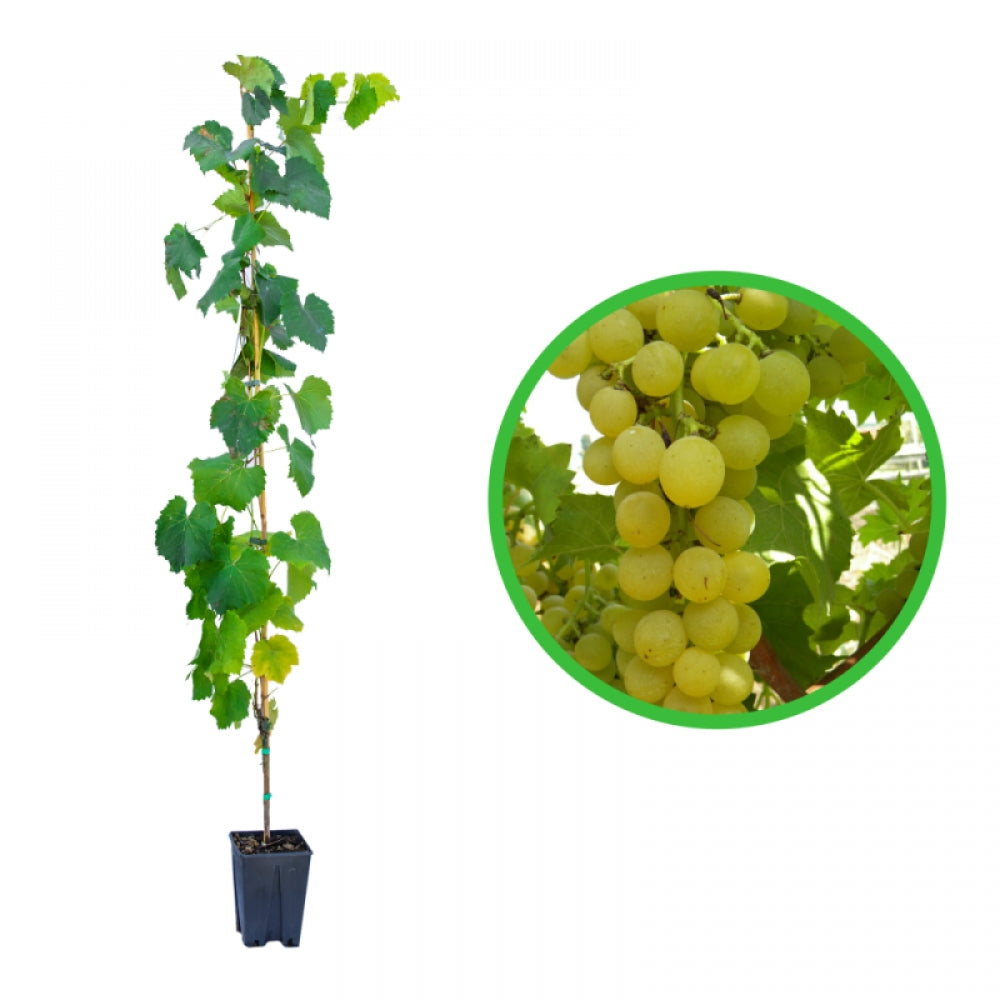Vita de Vie Muscat Dorato, Vitis Vinifera, fara samburi, alb