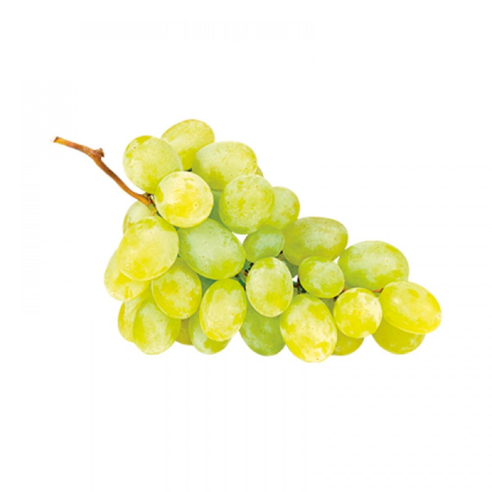 Vita de Vie Francese Bianca, Vitis Vinifera, pentru vin, alb