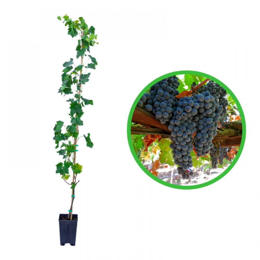 Vita de Vie Francese Nera, Vitis Viniferaa, pentru vin, negru