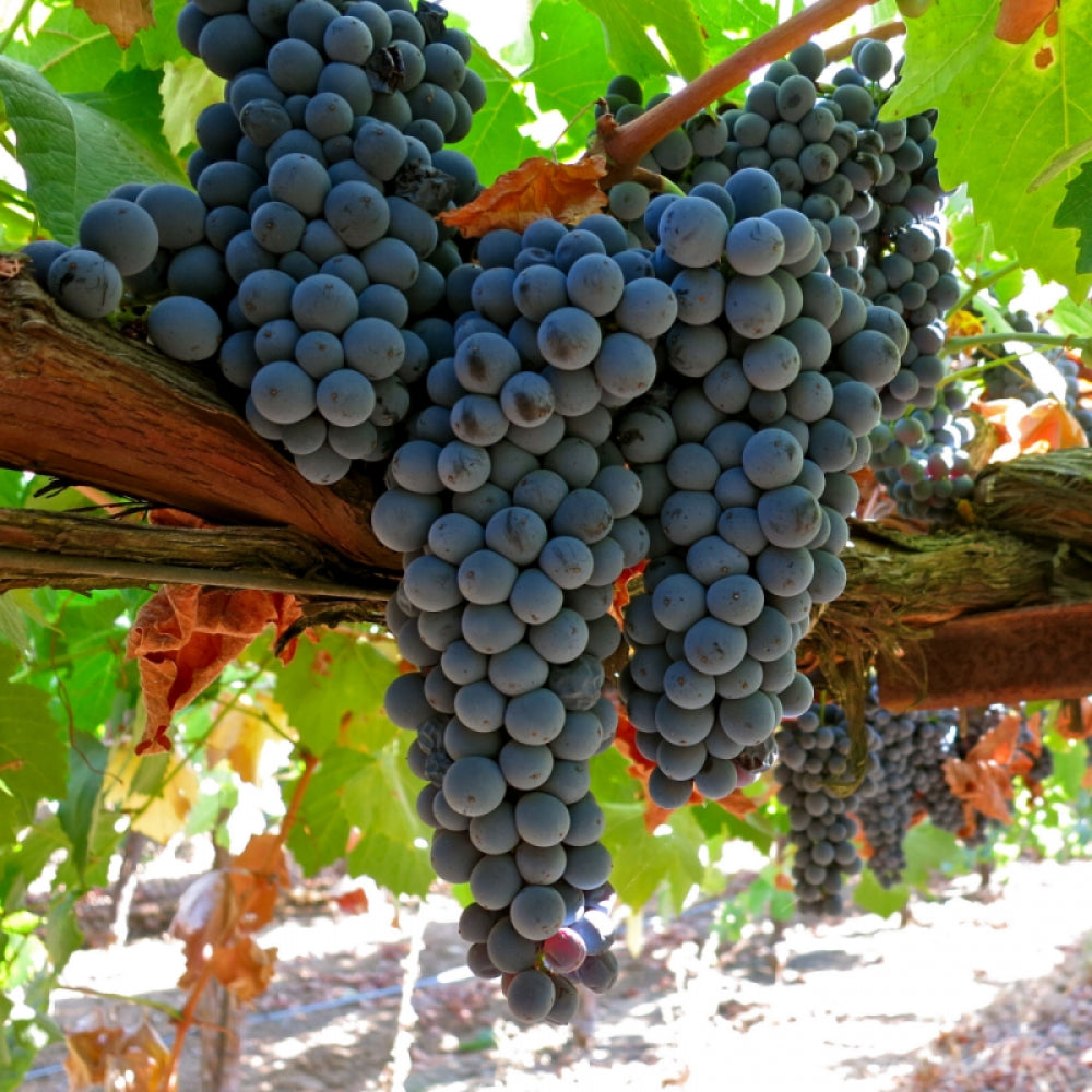 Vita de Vie Francese Nera, Vitis Viniferaa, pentru vin, negru