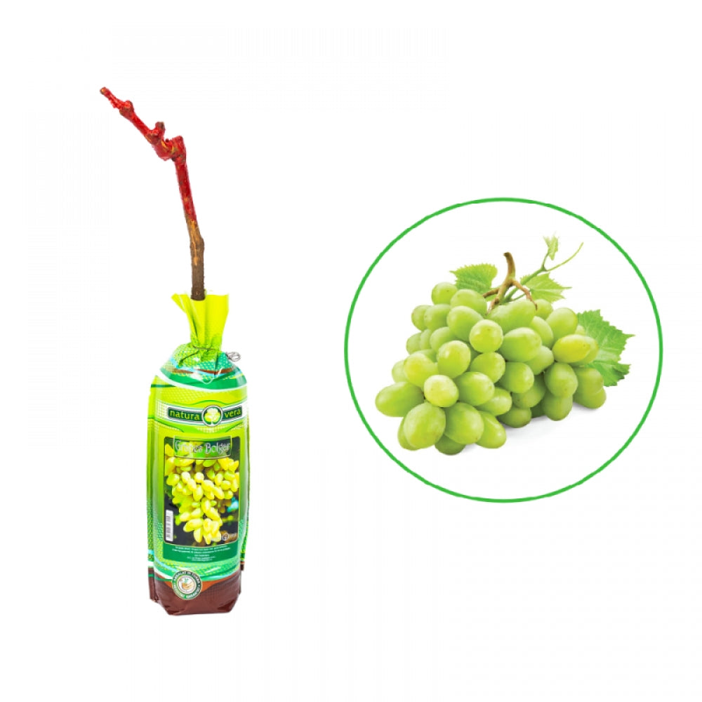 Vita de Vie Grapes Bolgar, Vitis Vinifera, pentru masa, alb