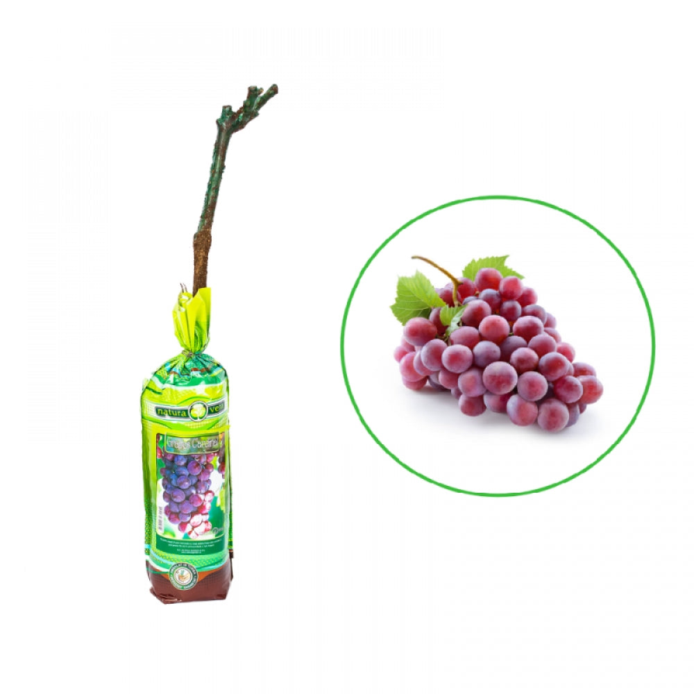 Vita de Vie Cardinal, Vitis Vinifera, pentru masa, rosu