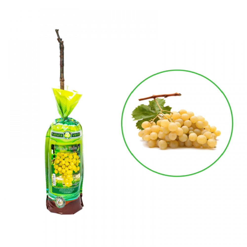 Vita de Vie Italia, Vitis Vinifera , pentru masa, alb