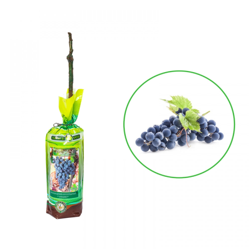 Vita de Vie Merlot, Vitis Vinifera, pentru vin, negru