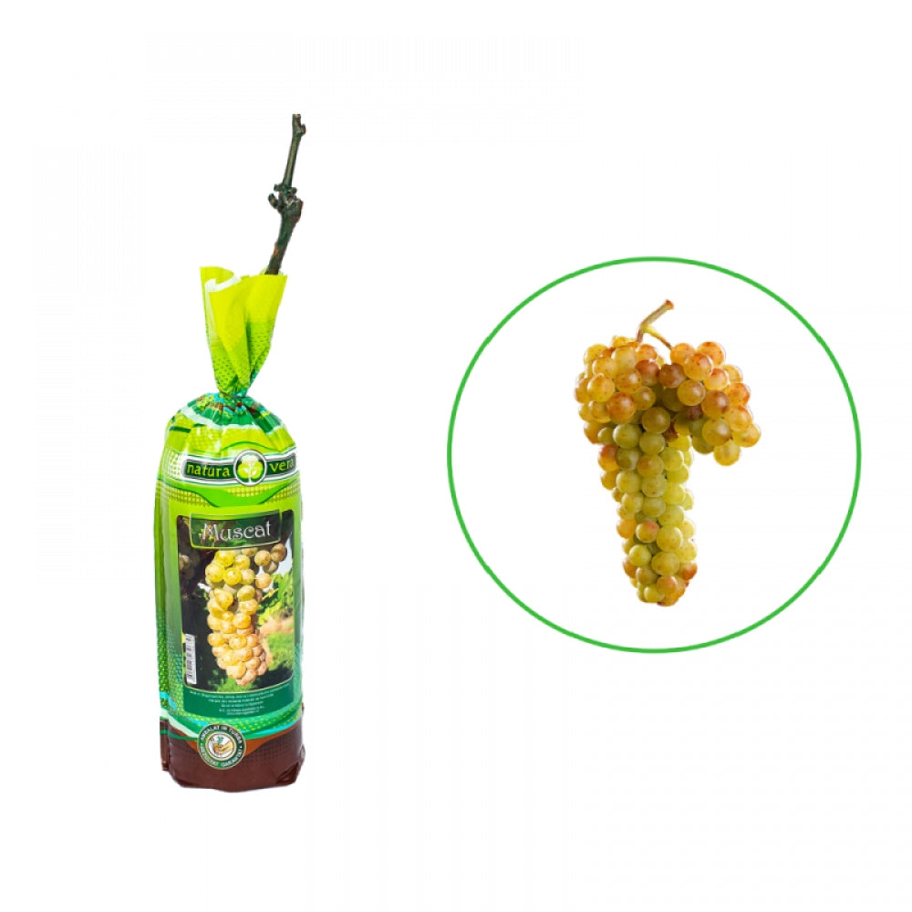 Vita de Vie Muscat, Vitis Vinifera, pentru vin, alb