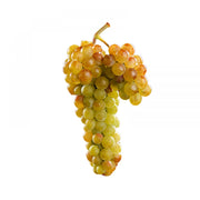 Vita de Vie Muscat, Vitis Vinifera, pentru vin, alb