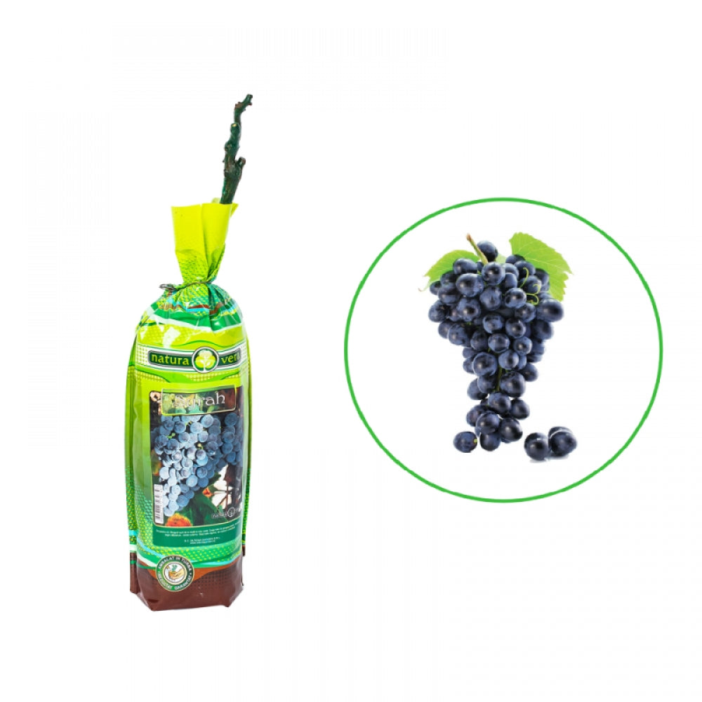 Vita de Vie Syrah, Vitis Vinifera, pentru vin, negru