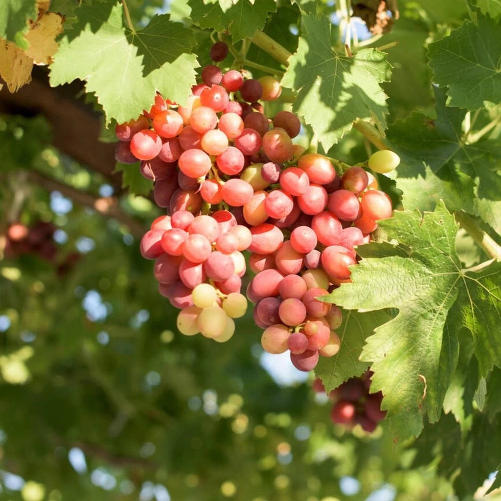 Vita de Vie Grossa Rosa Tardiva, Vitis Vinifera, pentru masa, rosu
