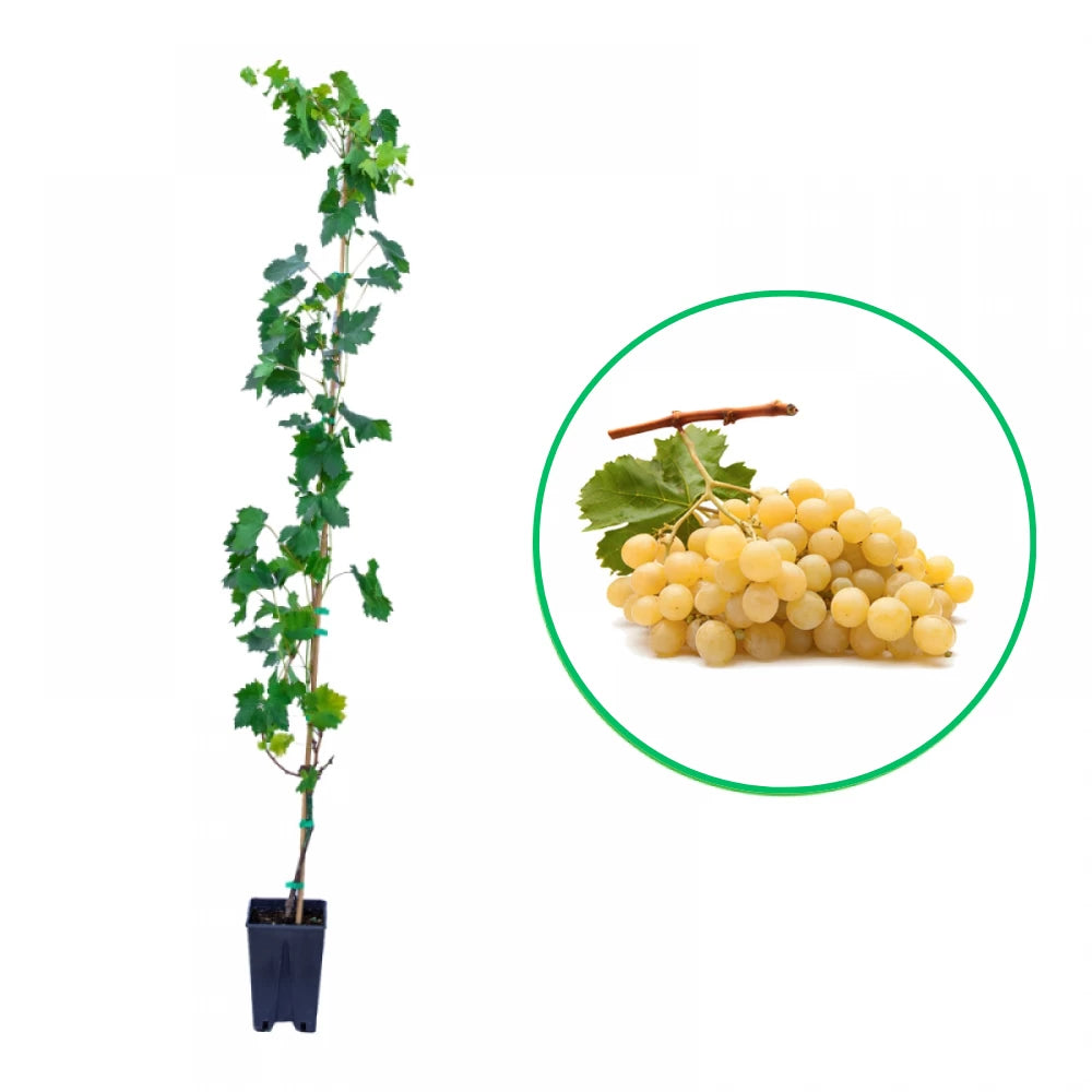 Vita de Vie Italia, Vitis Vinifera , pentru masa, alb