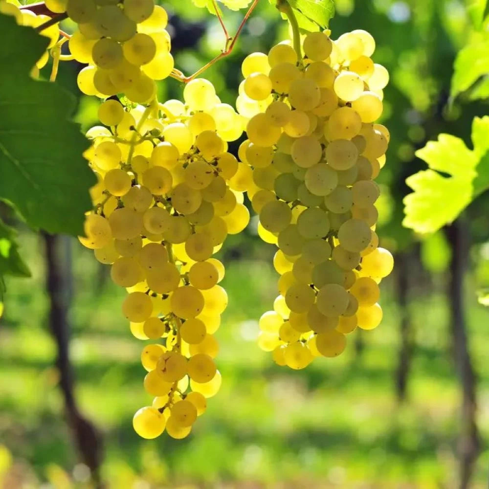 Vita de Vie Lugliatica, Vitis Vinifera Lipsia, pentru masa, alb