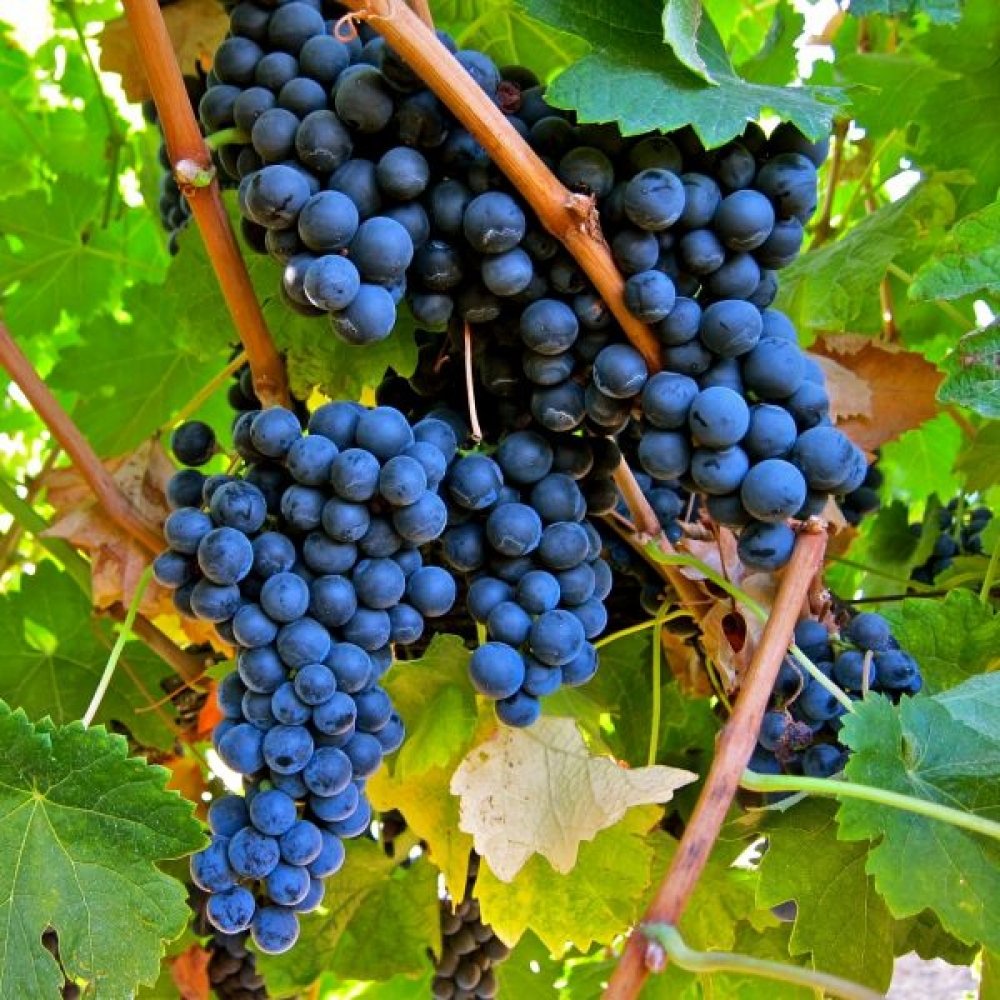 Vita de Vie Apirene Nera, Vitis Vinifera, fara samburi, negru