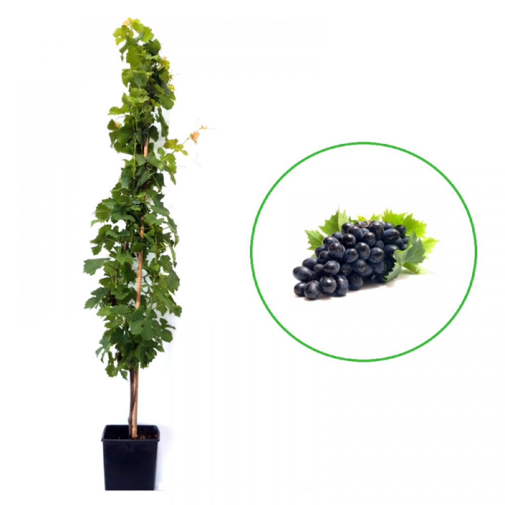 Vita de Vie Moldova, Vitis Vinifera, pentru masa, negru