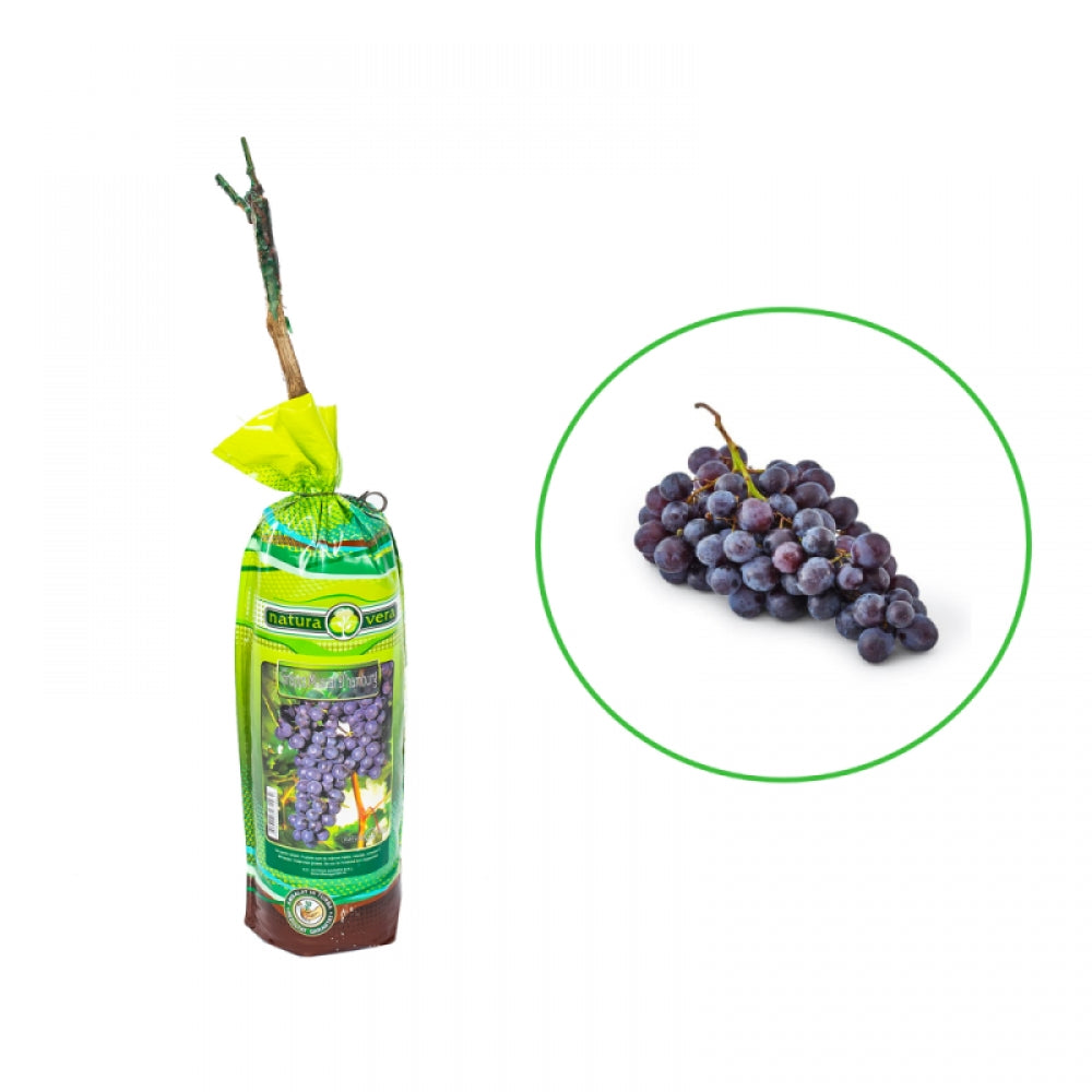 Vita de Vie Muscat de Hamburg, Vitis Vinifera Zibibbo Nero, pentru masa, negru