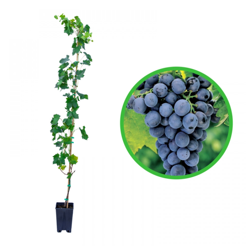 Vita de Vie Muscat de Hamburg, Vitis Vinifera Zibibbo Nero, pentru masa, negru