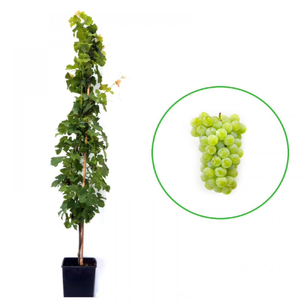 Vita de Vie Perla, Vitis Vinifera, pentru masa, alb