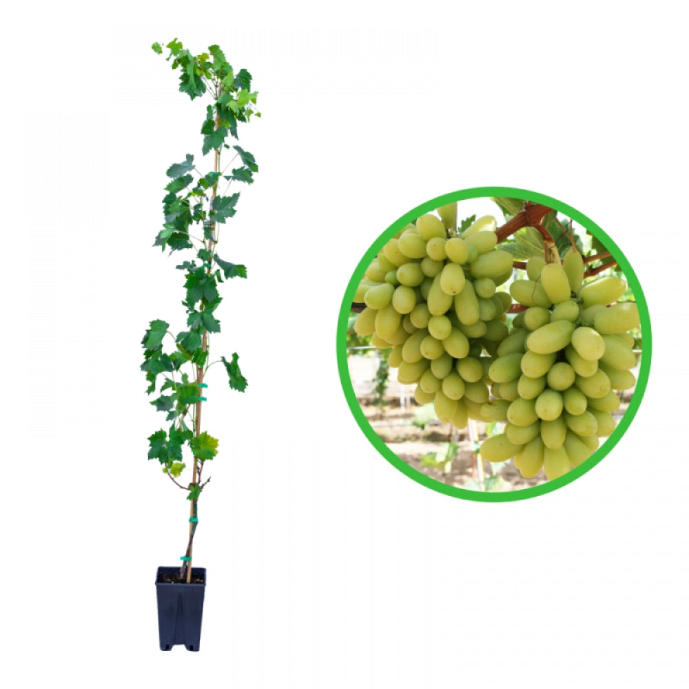 Vita de Vie Pizzutello Bianco, Vitis Vinifera, pentru masa, alb