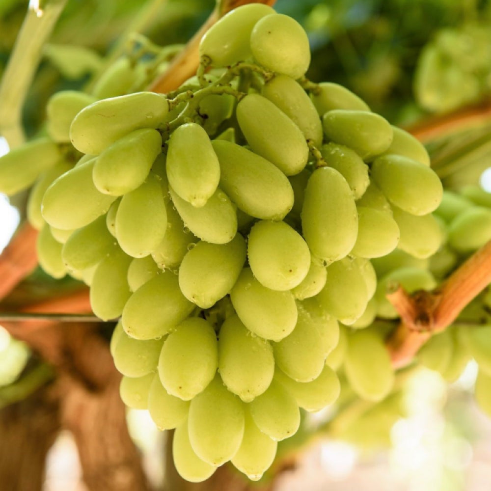 Vita de Vie Pizzutello Bianco, Vitis Vinifera, pentru masa, alb