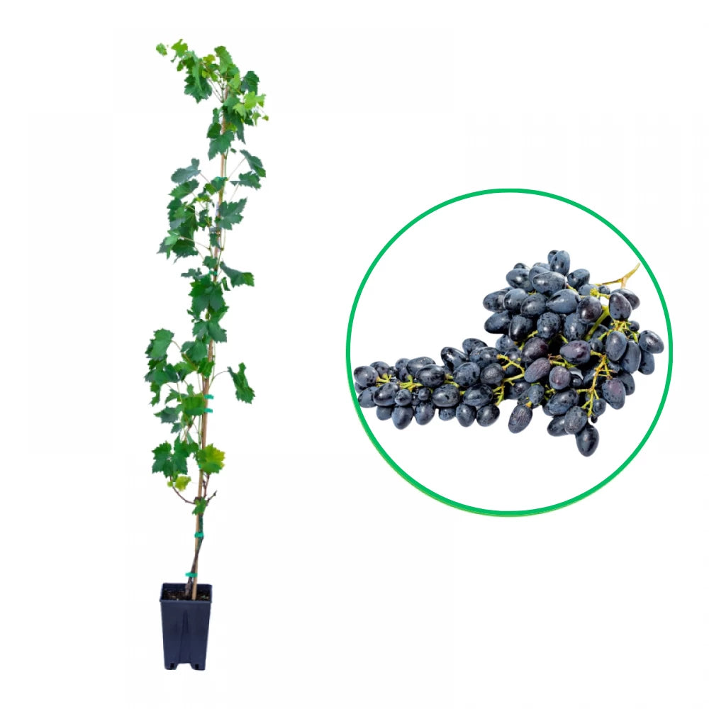 Vita de Vie Pizzutello Nero, Vitis Vinifera, pentru masa, negru