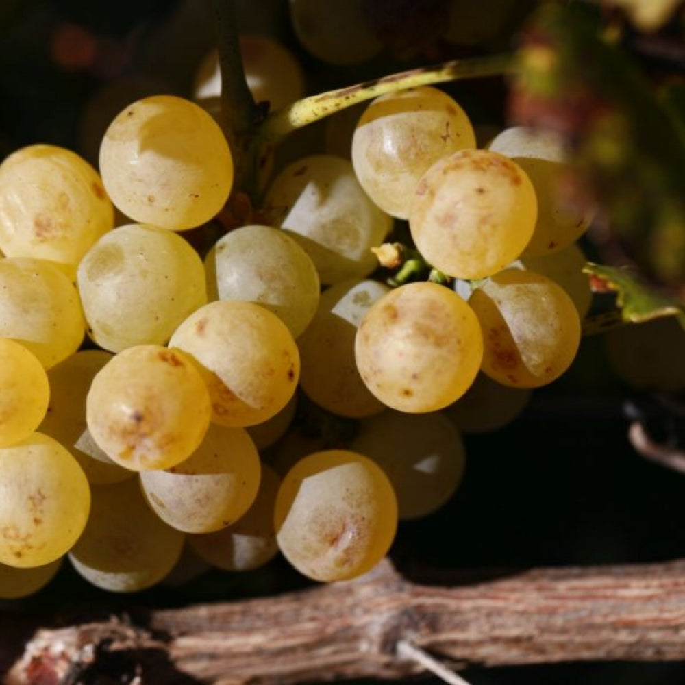 Vita de Vie Sauvignon Blanc, Vitis Vinifera, pentru vin, alb