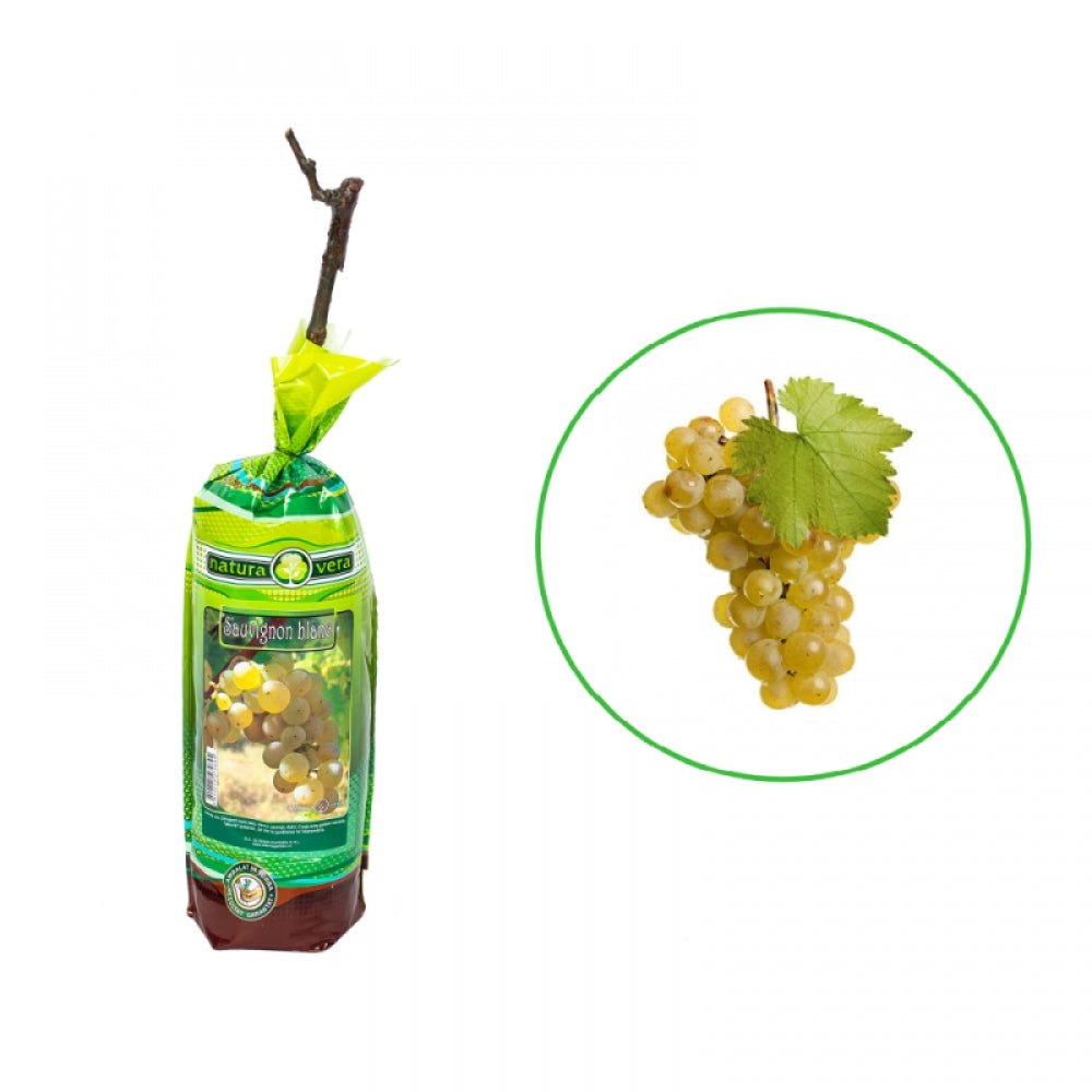 Vita de Vie Sauvignon Blanc, Vitis Vinifera, pentru vin, alb
