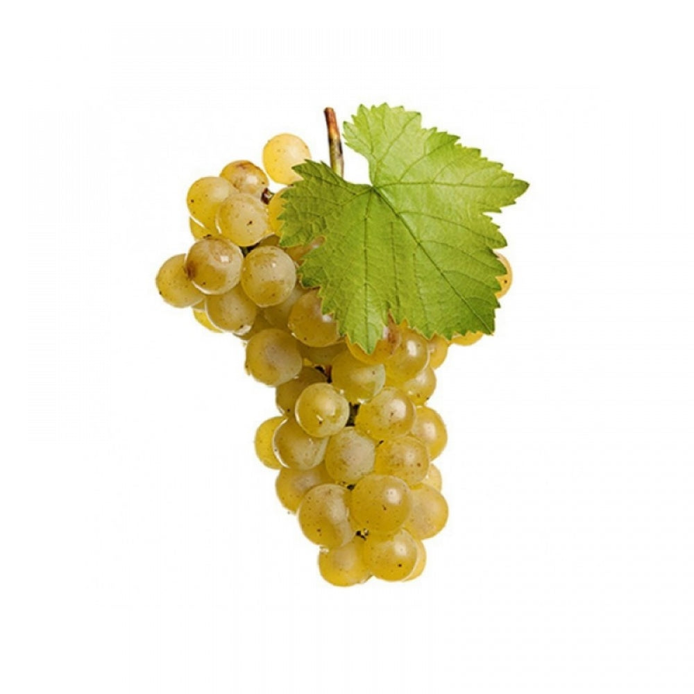 Vita de Vie Sauvignon Blanc, Vitis Vinifera, pentru vin, alb