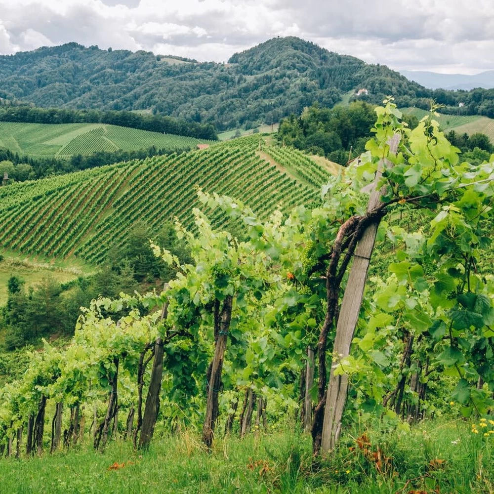 Vita de Vie Superior Seedless, Vitis Vinifera, fara samburi, alb