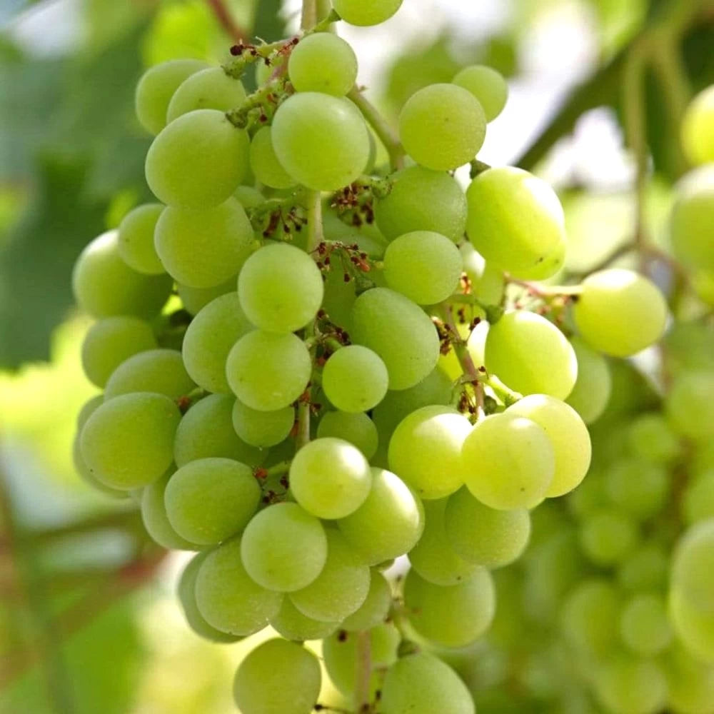 Vita de Vie Superior Seedless, Vitis Vinifera, fara samburi, alb