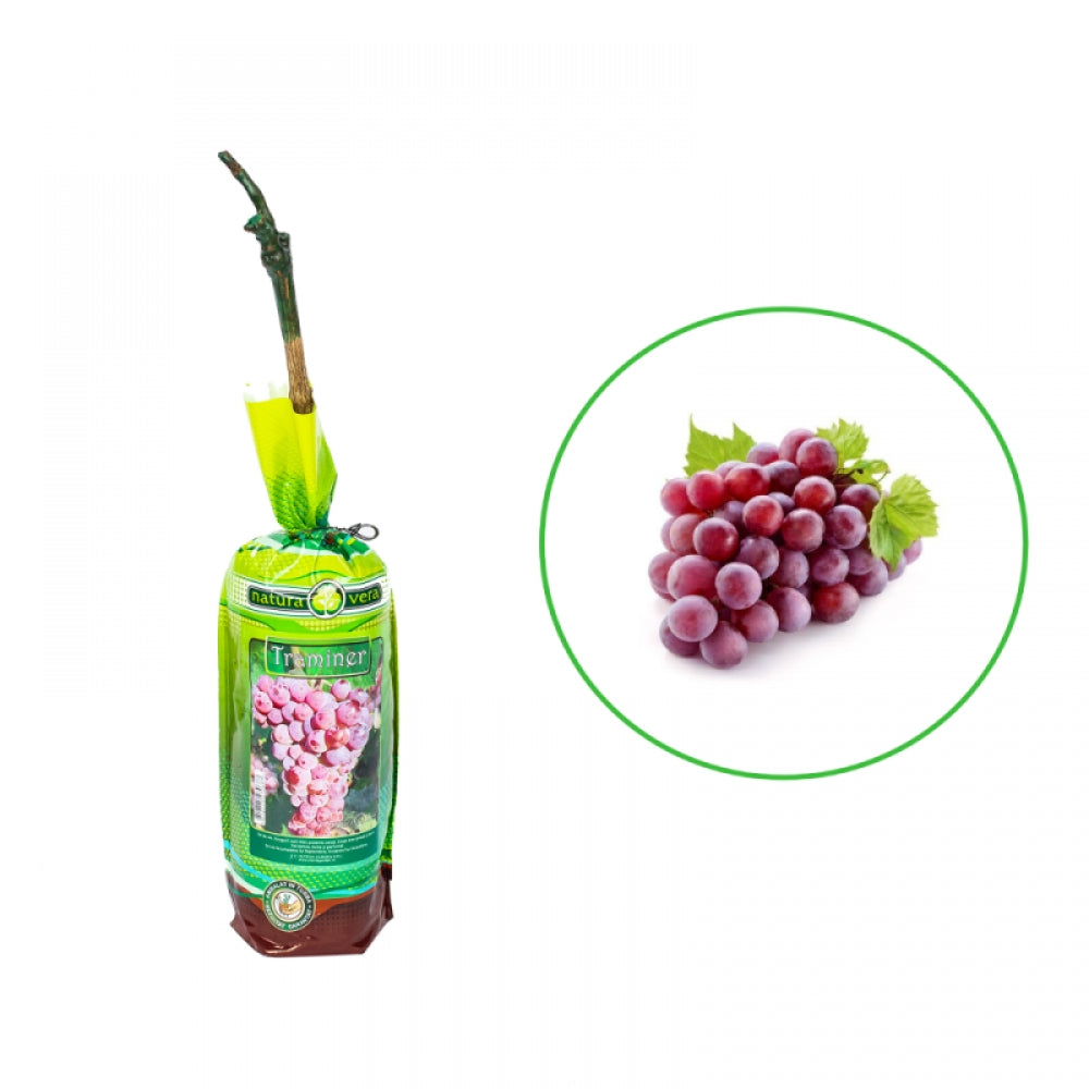 Vita de Vie Traminer, Vitis Vinifera, pentru vin, rosu