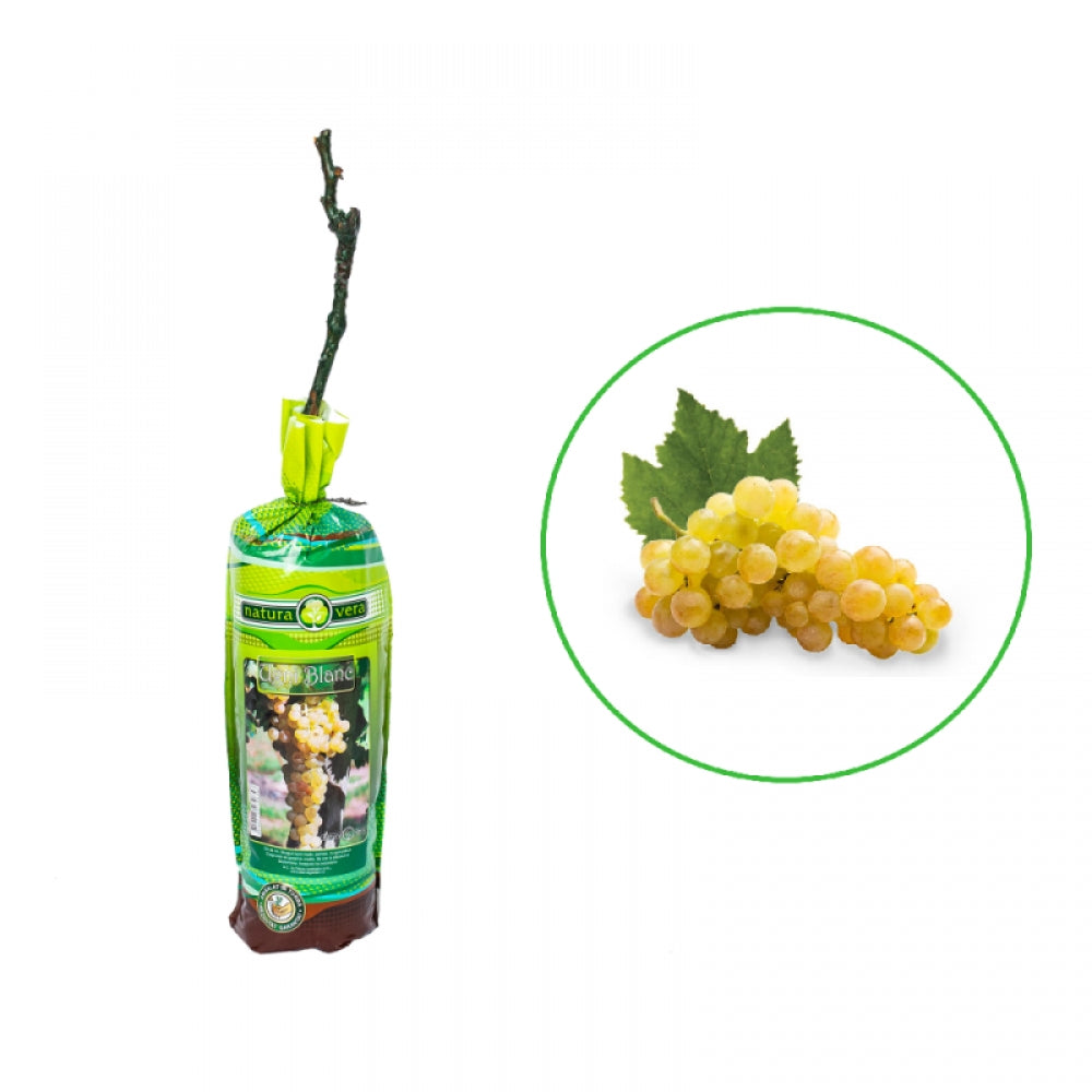 Vita de Vie Ugni Blanc, Vitis Vinifera, pentru vin, alb