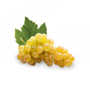 Vita de Vie Ugni Blanc, Vitis Vinifera, pentru vin, alb