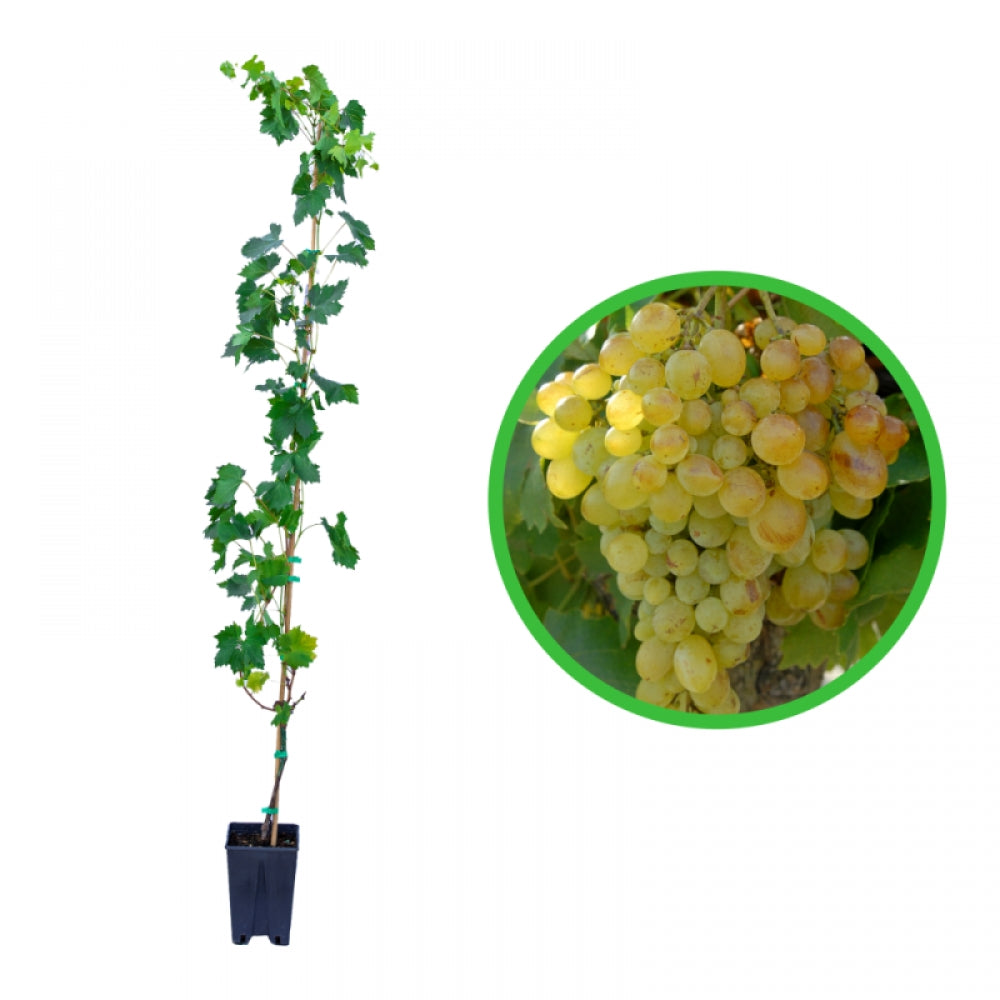 Vita de Vie Victoria, Vitis Vinifera, pentru masa, alb