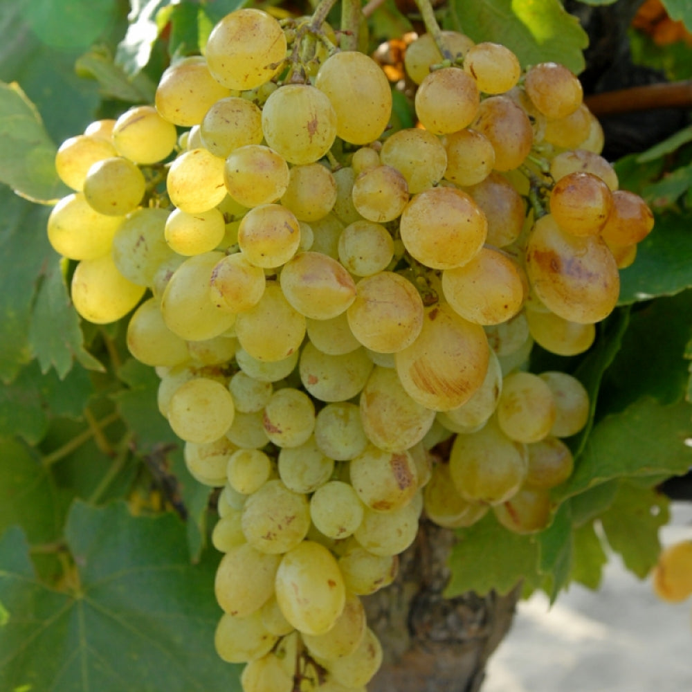 Vita de Vie Victoria, Vitis Vinifera, pentru masa, alb