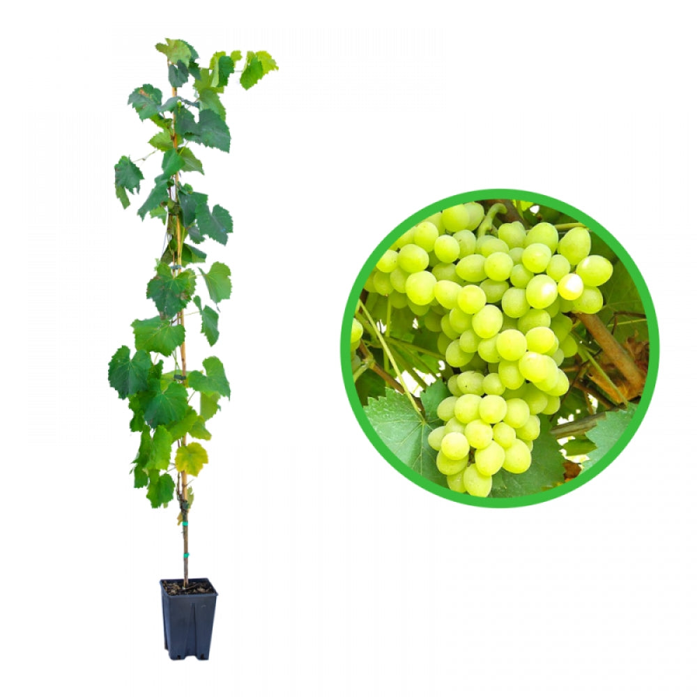 Vita de Vie Angela, Vitis Vinifera, pentru masa, alba