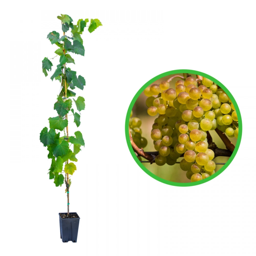Vita de Vie Argentina Bianca, Vitis Vinifera, pentru masa, alb